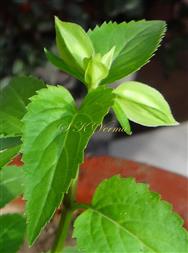  Leaves